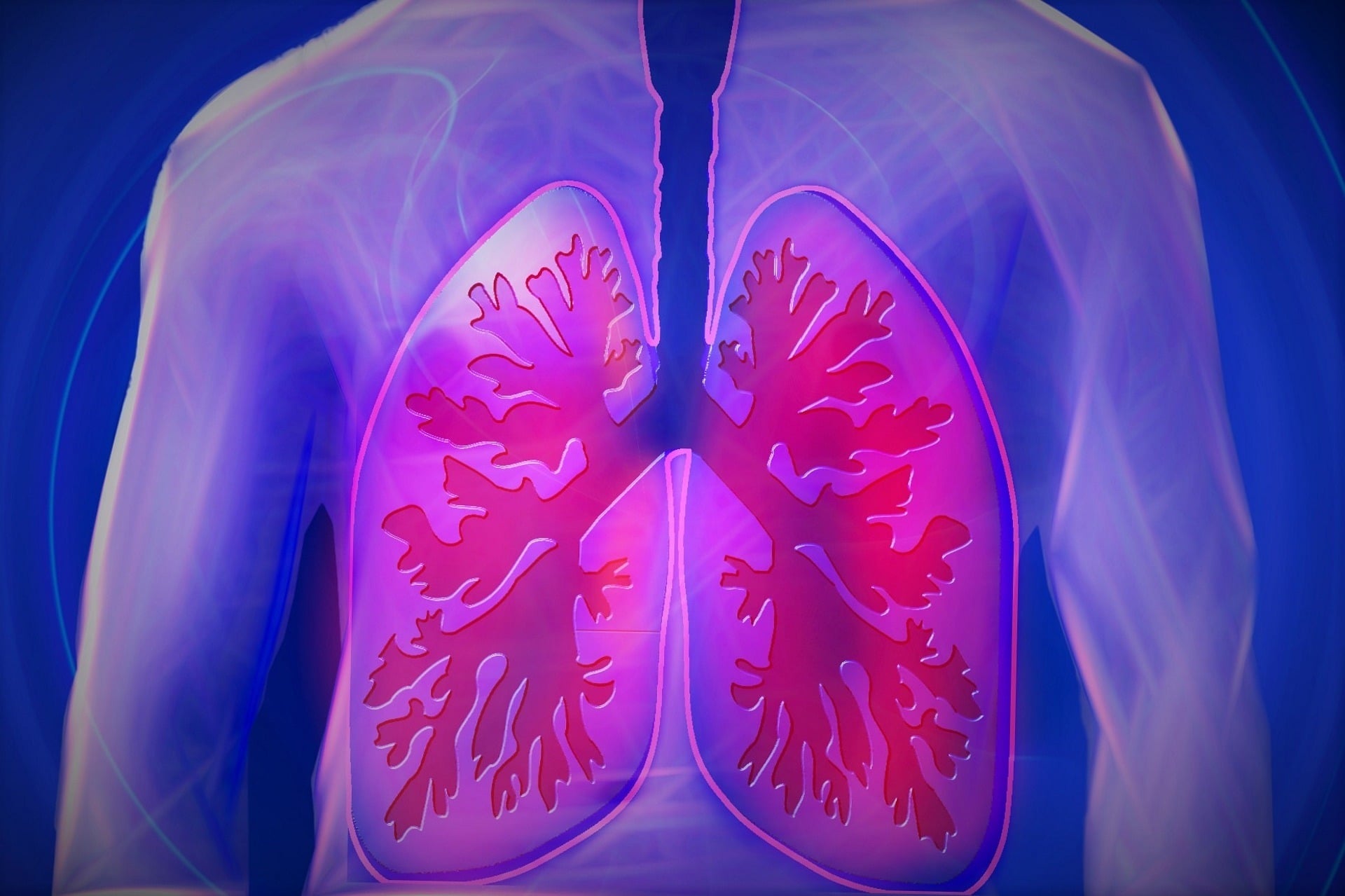 Lungs shown in the chest