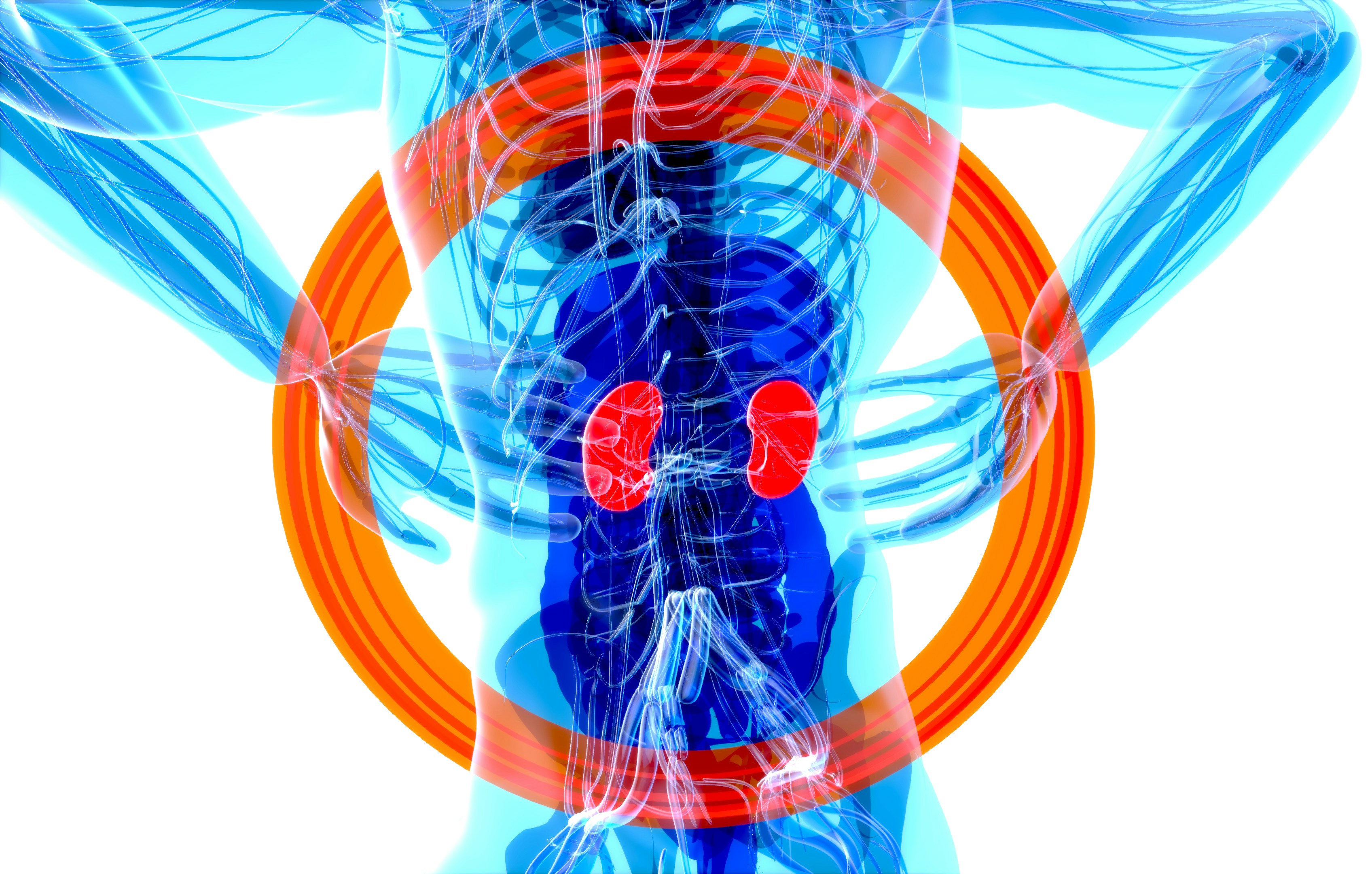 Kidneys shown in body having red glow 